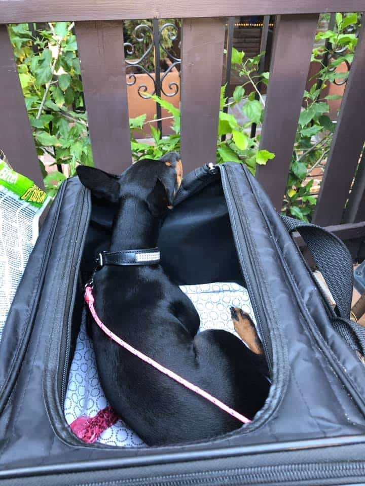 resa hundväska English Toy terrier