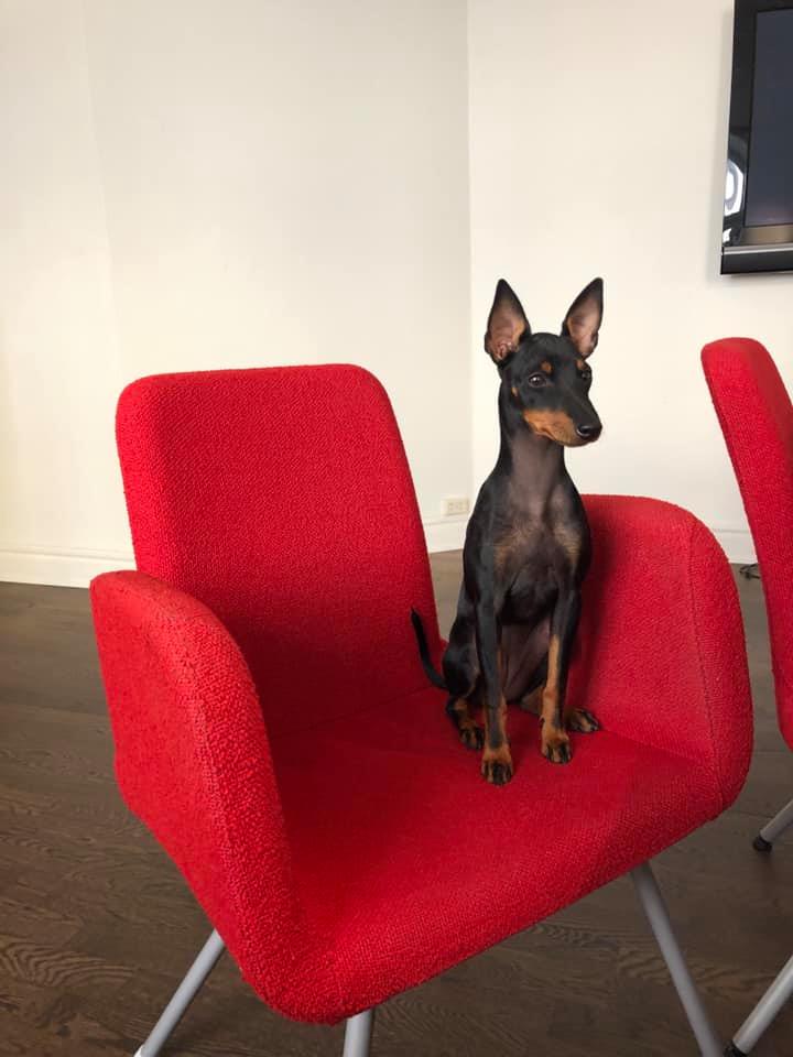 Kontorshund English toy terrier