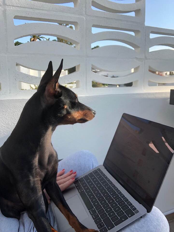 English Toy Terrier som sitter i knät på sin ägares dator