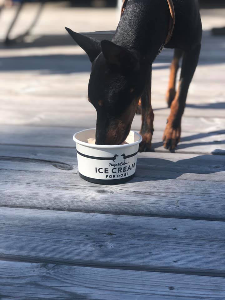 english toy terrier som äter hundglass