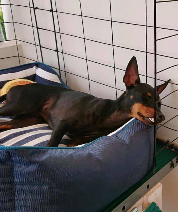 english toy terrier som ligger och sover i en bur