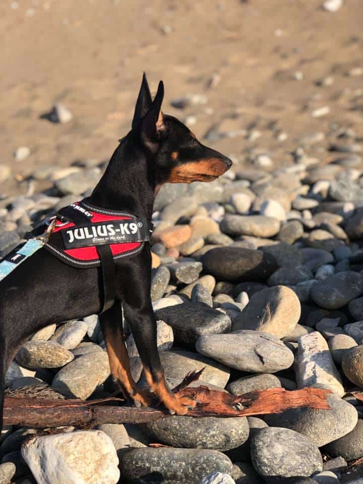 stranden english toy terrier