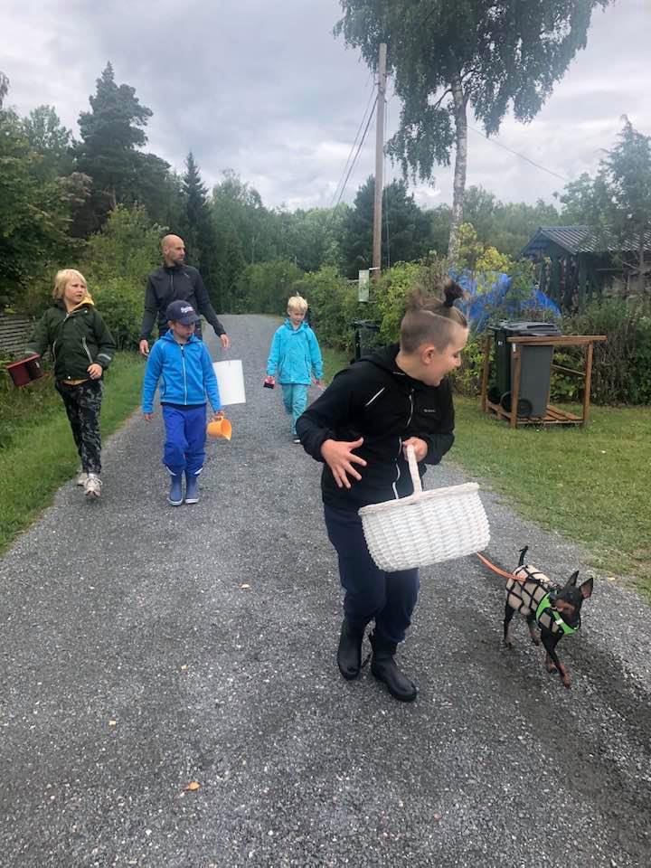 English Toy terrier påväg ut på svamppromenad med sin familj