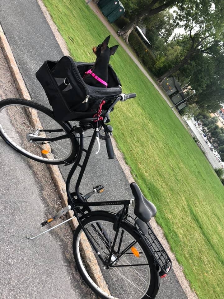 English Toy Terrier som sitter i en cykelkorg på en väg