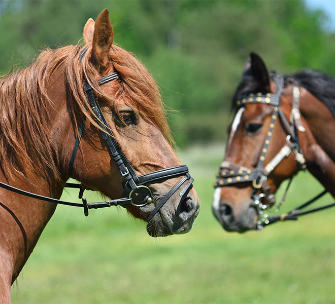 About Us | Quality Pet Essentials – Winston and Porter