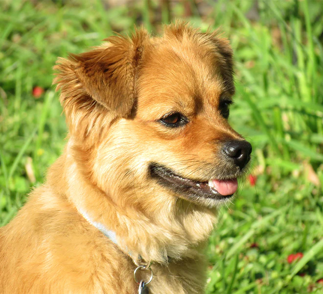 About Us | Quality Pet Essentials – Winston and Porter