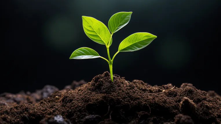 What is a growth strategy? | Winston Francois