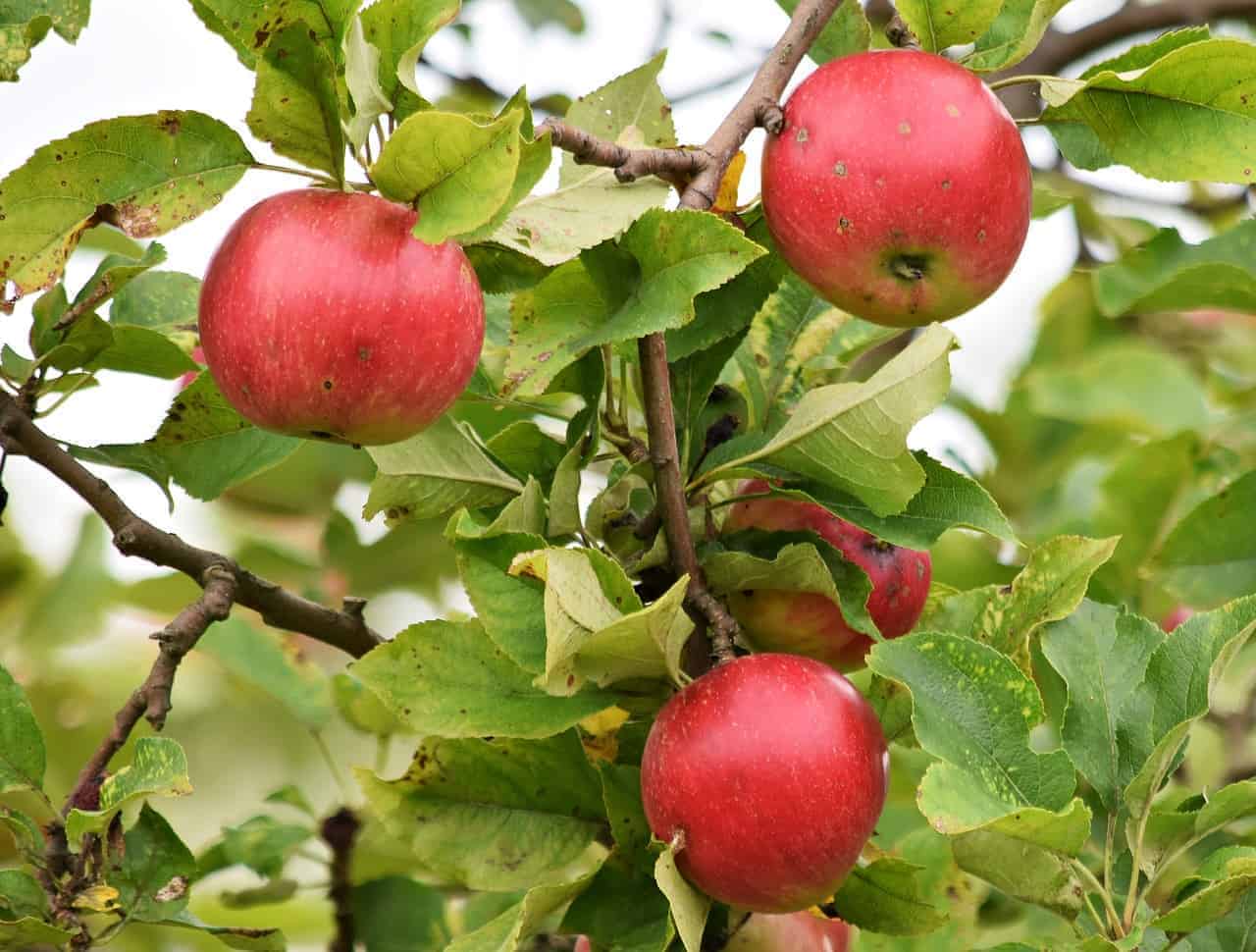 Ida Red Apple Tree, SemiDwarf Zones 37 Winter Cove Farm
