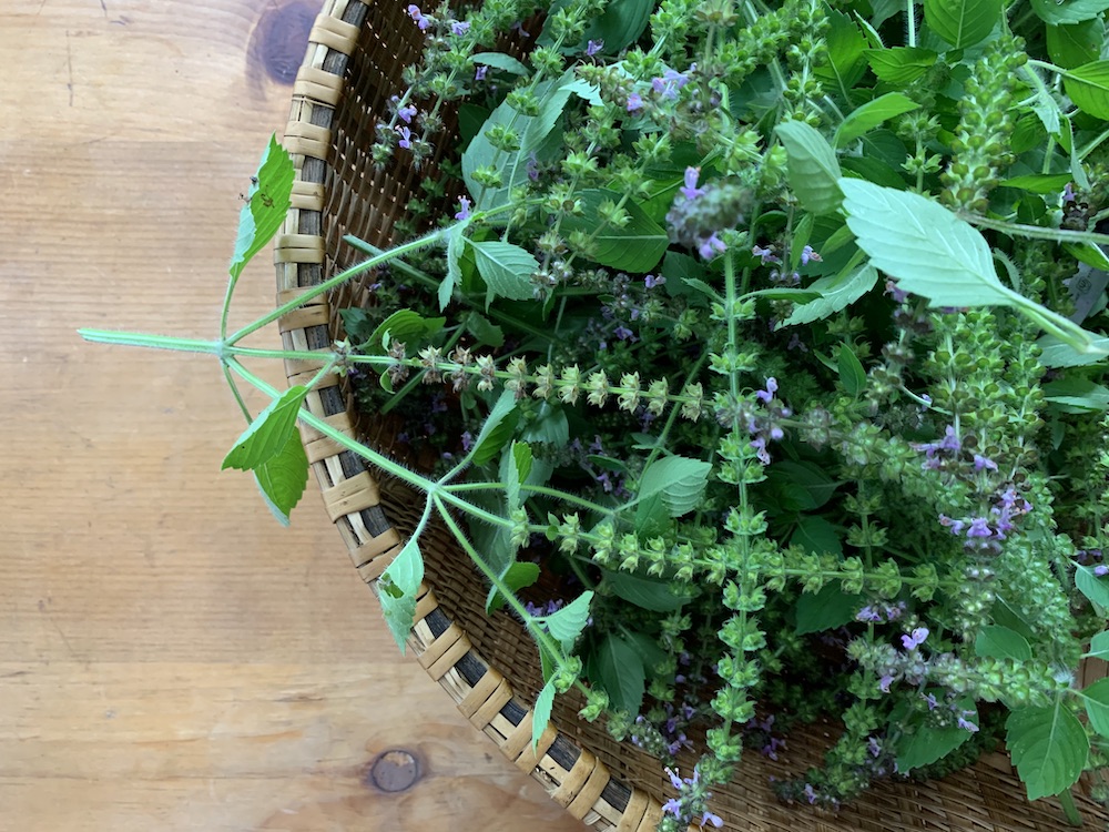 Holy Basil (Tulsi) Monograph Wintergreen Botanicals & Maria Noel Groves Clinical Herbalist