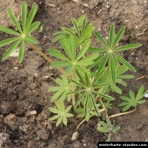 Lupinen (Lupinus polyphyllus)