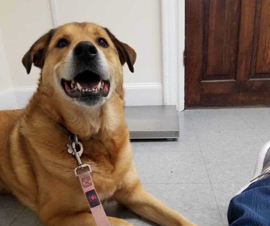 Pet Anesthesia In Somerville, MA 02145 Winter Hill Veterinary Clinic