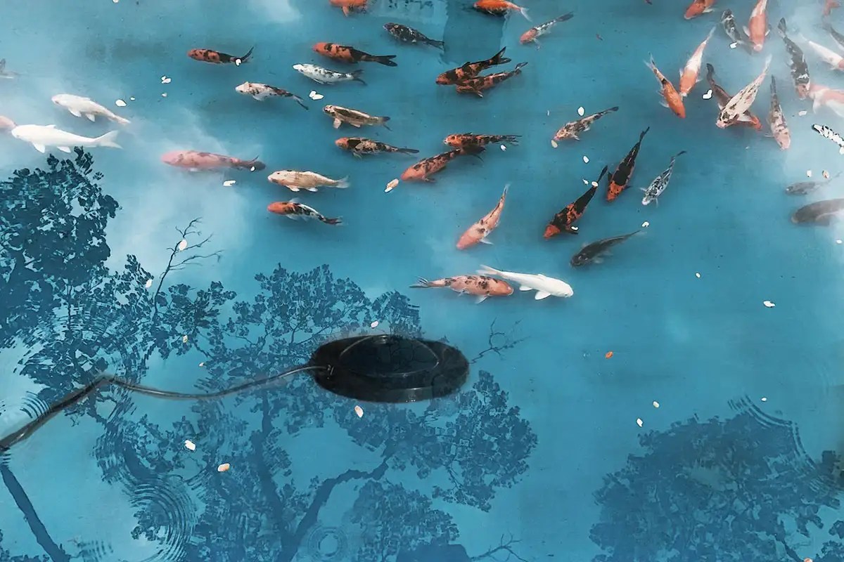 How Much Does It Cost to Heat a Koi Pond?