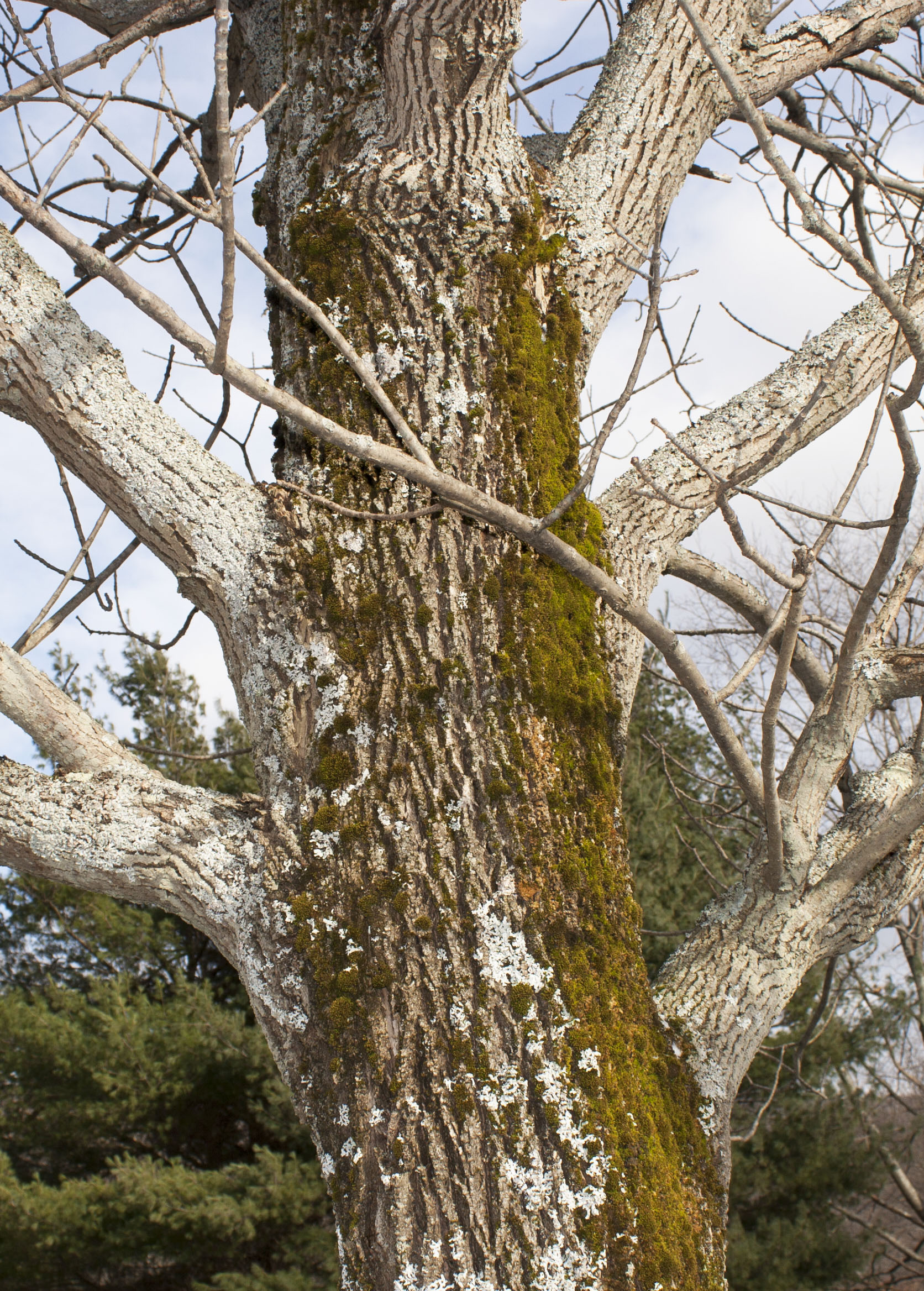 Ash Tree Bark Campus Trees