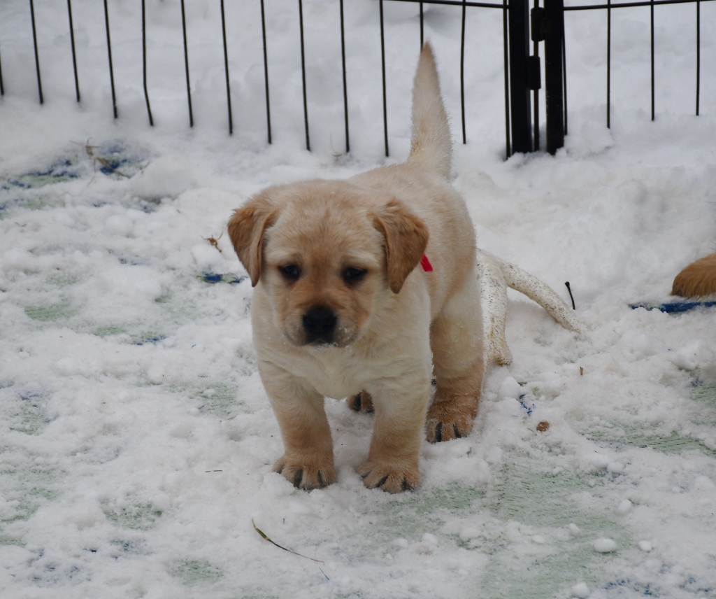 44 Best Photos English Yellow Lab Puppies For Sale In Ohio Highland