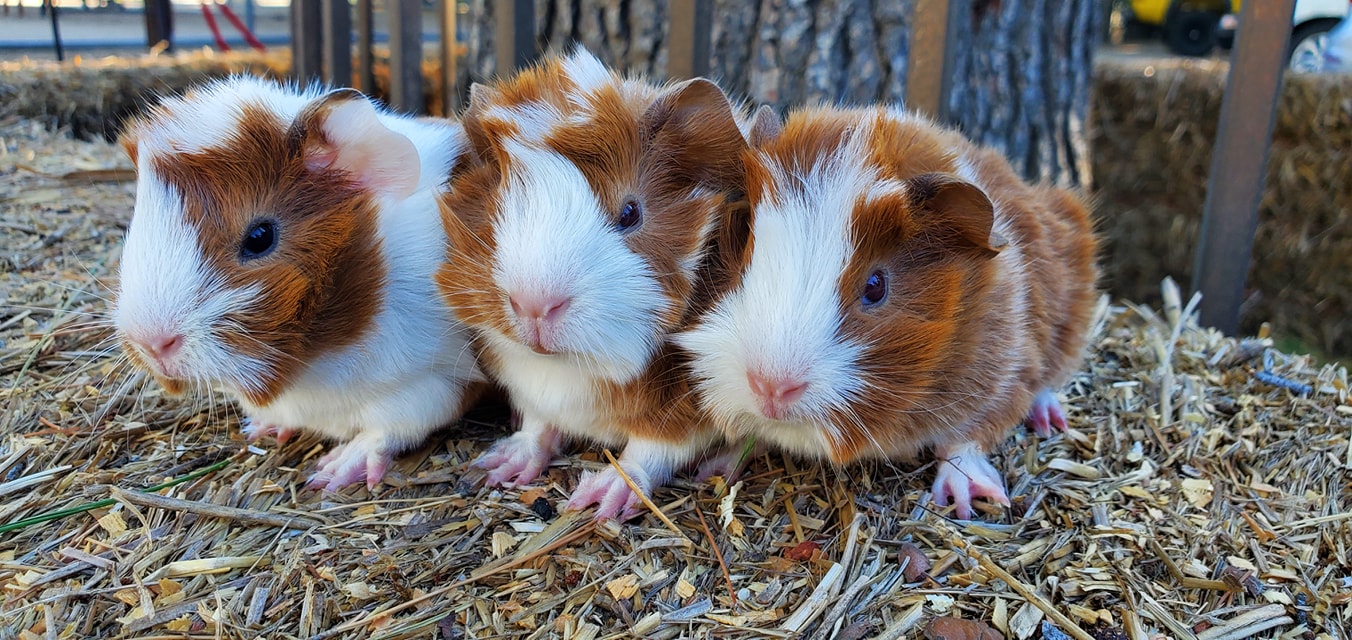 Los Angeles Guinea Pig Rescue WIN Warehouse