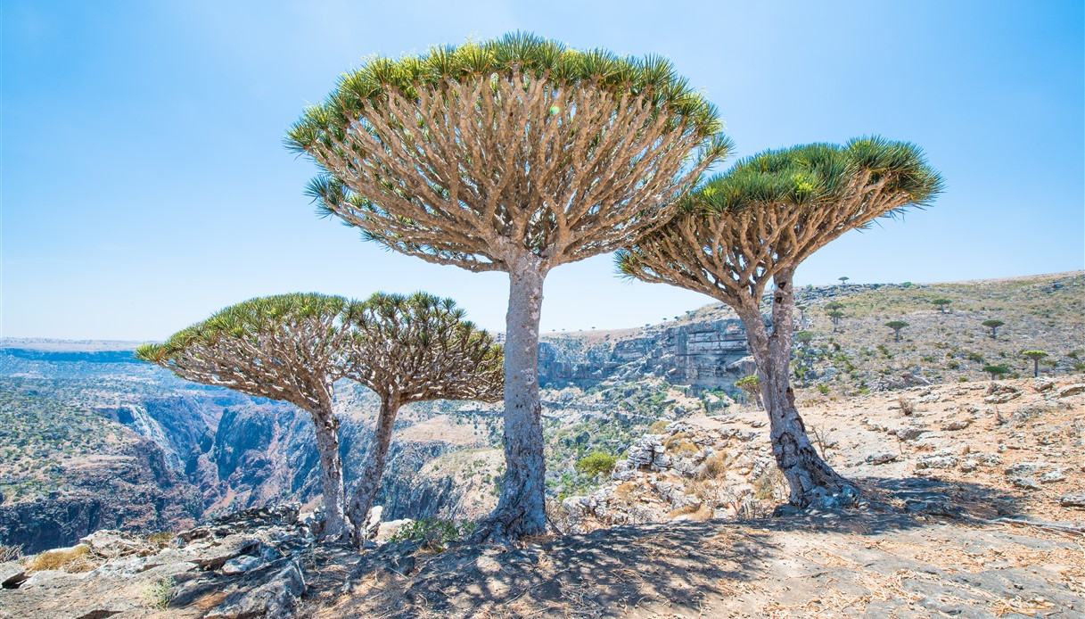 Alberi Chioma Ad Ombrello