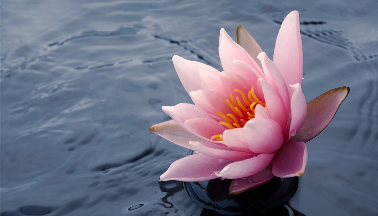 Fiore Di Loto, Il Significato Del Tatuaggio Tanto Diffuso 694_x_1217_jpg