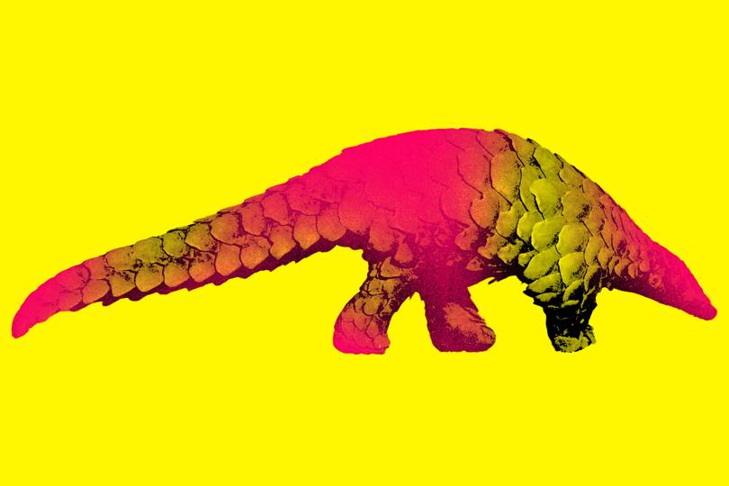 新型コロナウイルスの「中間宿主」はセンザンコウ？ 人間への感染経路は解き明かせるか｜WIRED.jp