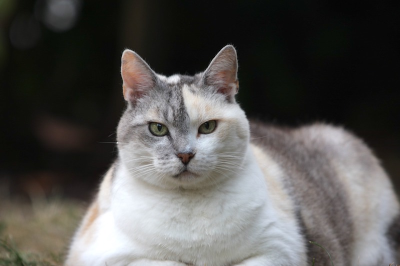 Katze Dicker Bauch Hart Captions More