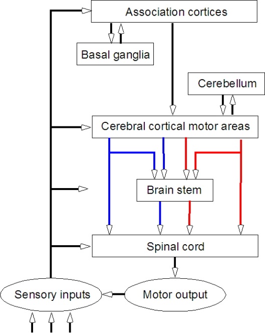 Introduction to Neural Control of Movement KINES 200 Introductory