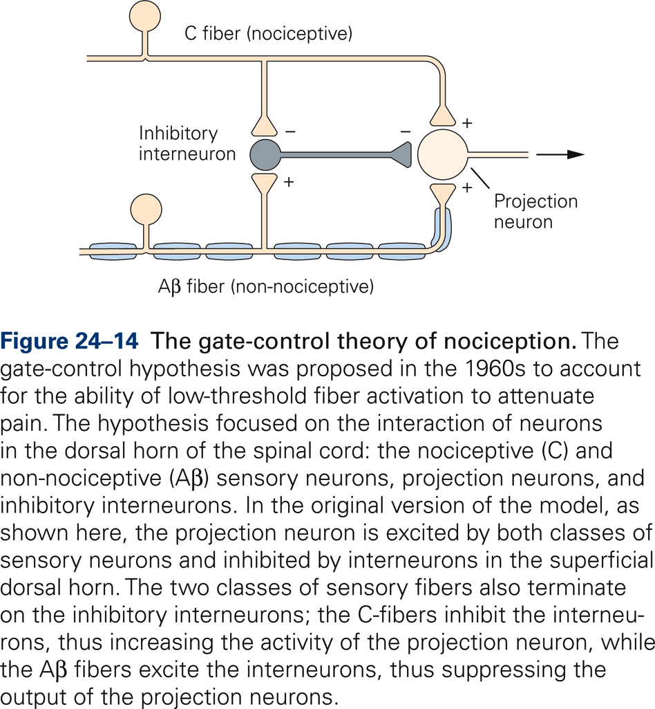 Gate Control Hypothesis at Gwen Funderburk blog