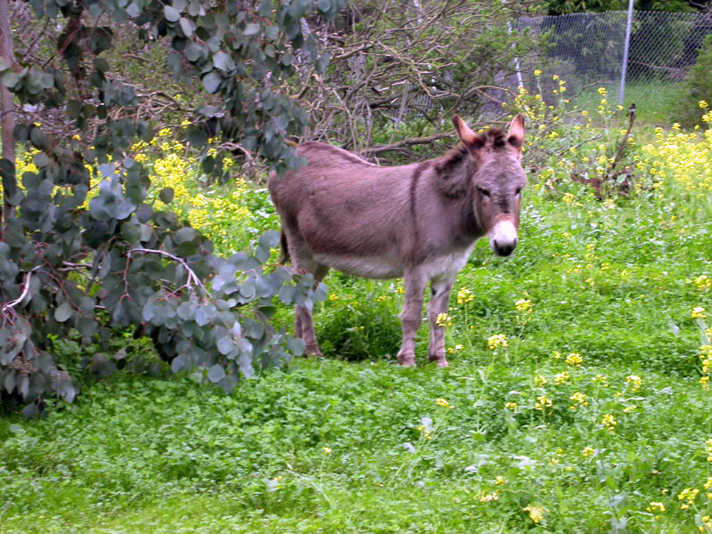 Canada Weeks for the Animals