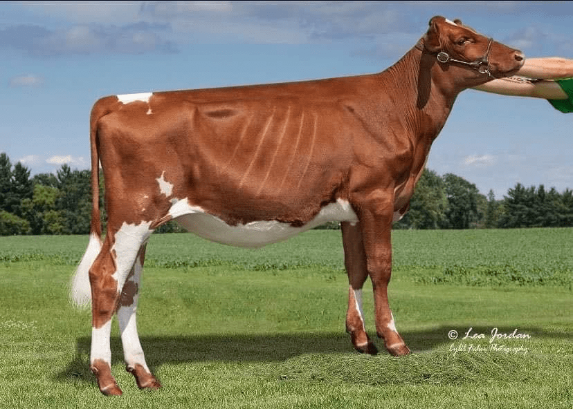 Wisconsin Ayrshire Junior Association Wisconsin Ayrshire Breeders