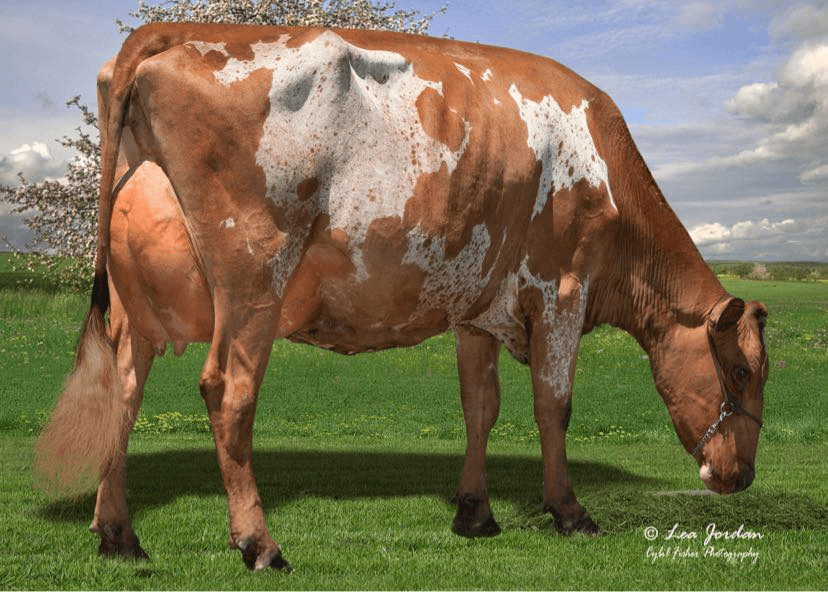 Wisconsin Ayrshire Junior Association Wisconsin Ayrshire Breeders