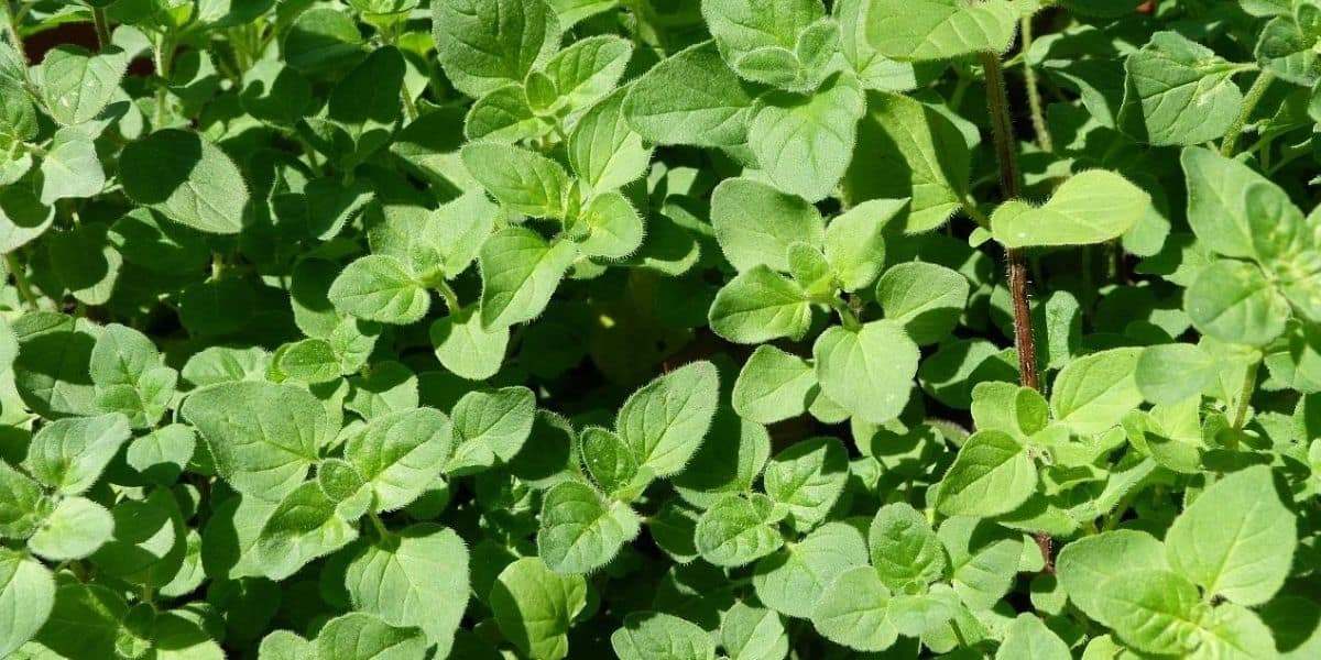 Oregano The Antimicrobial Mediterranean Herb & Its Benefits