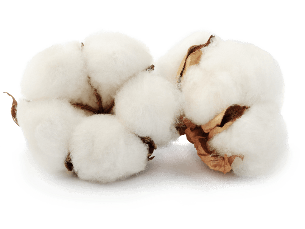 Products & Services Wisdom Cotton