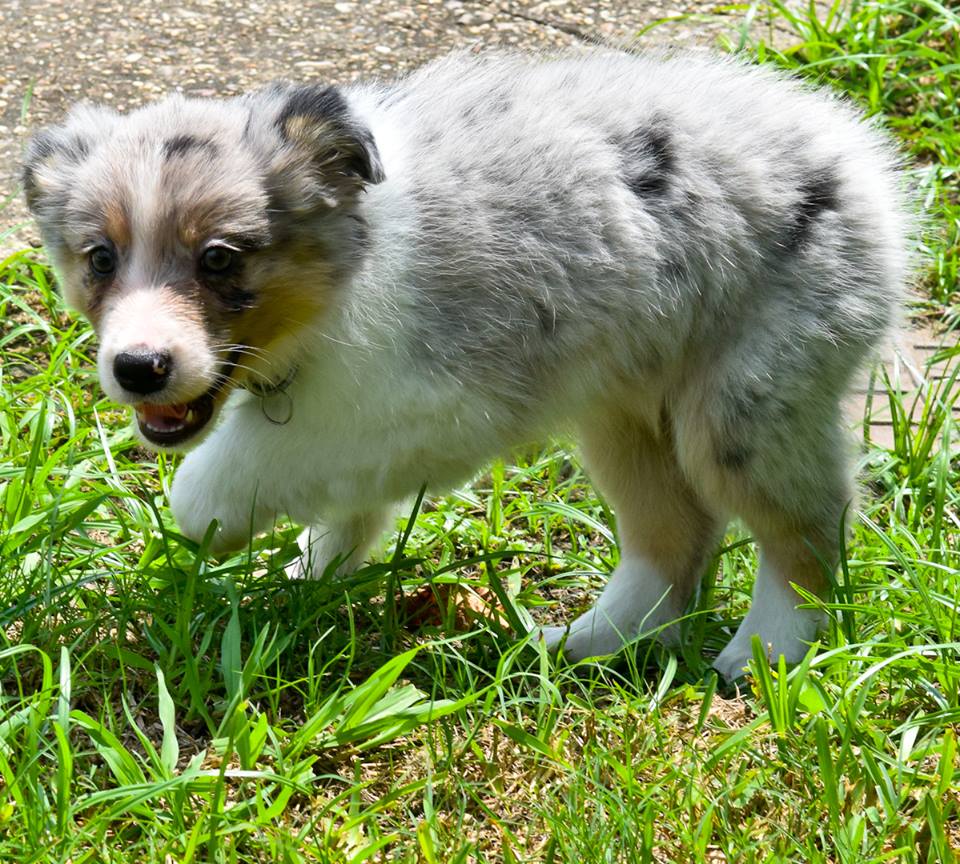 Wisdom Kennels New Orleans, Louisiana, Miniature Australian Shepherds