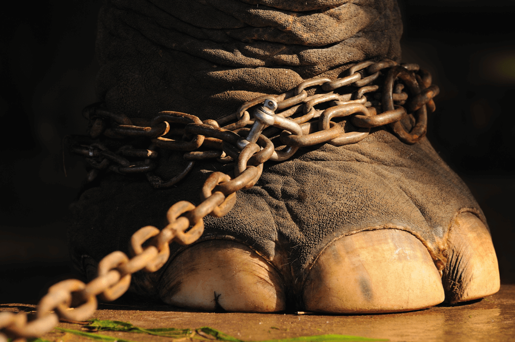 An Elephant, A Chain & Freedom Wisdom of the Wounded