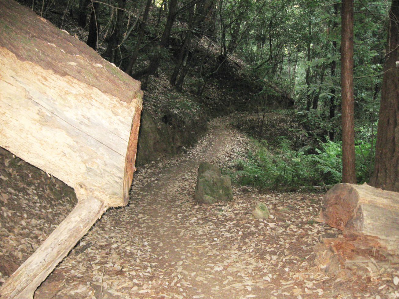 El Corte De Madera Creek