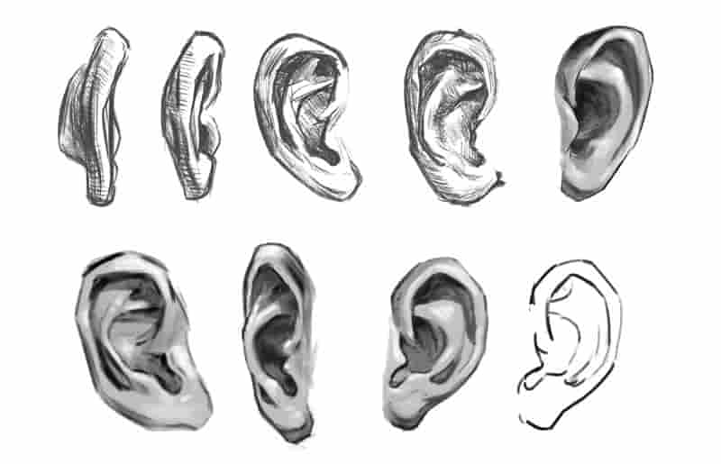 The Complete Guide to the Ears in Chinese Face Reading Wisdom Tavern