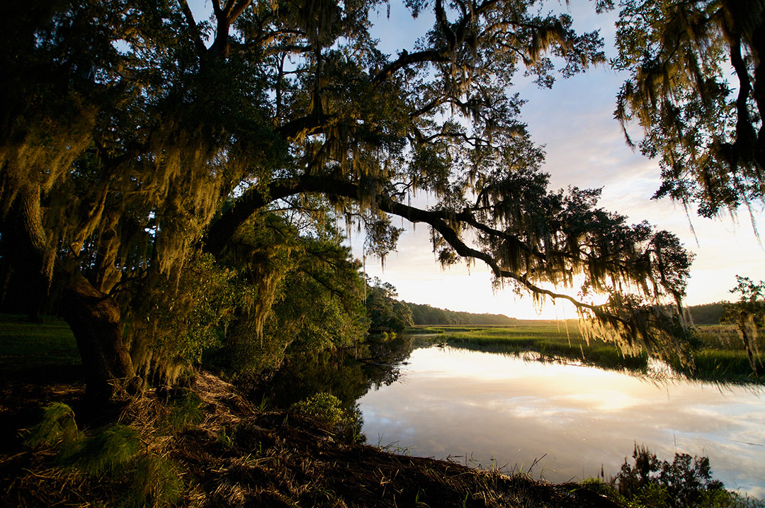 Bindon Plantation Timberland & Plantations For Sale in SC/GA