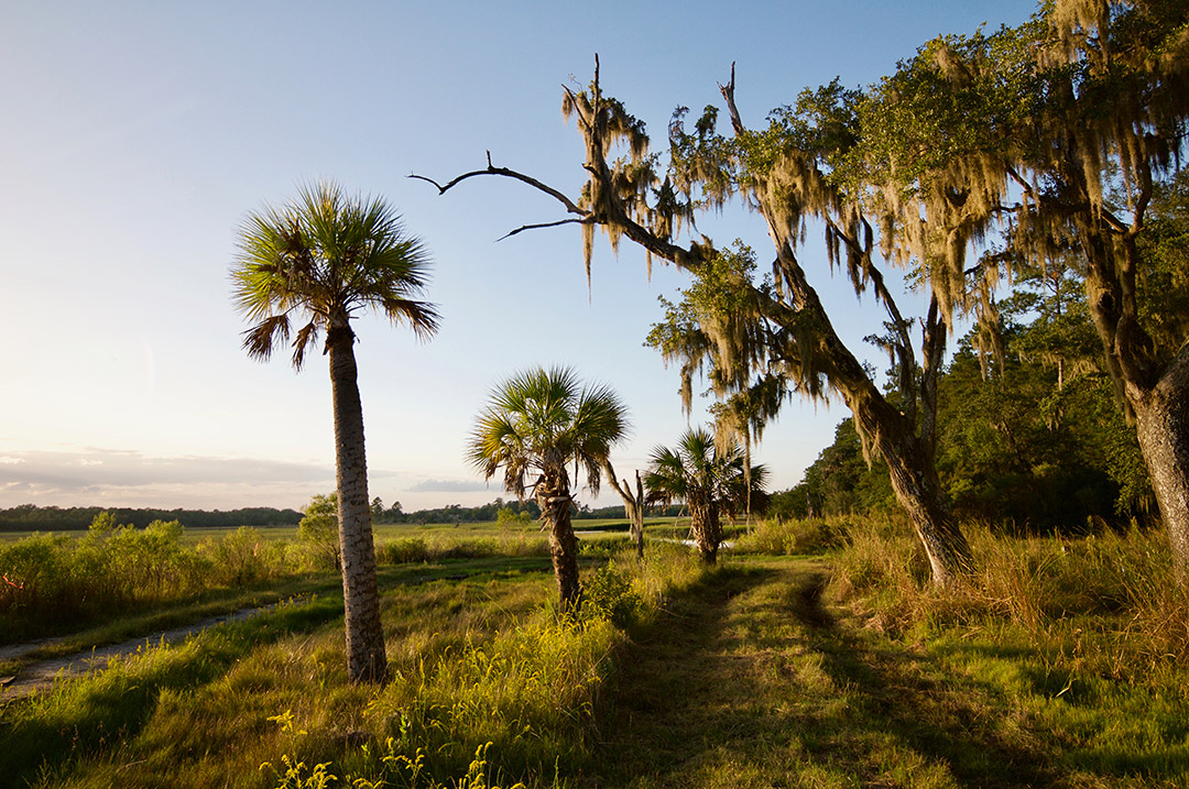 Bindon Plantation Timberland & Plantations For Sale in SC/GA