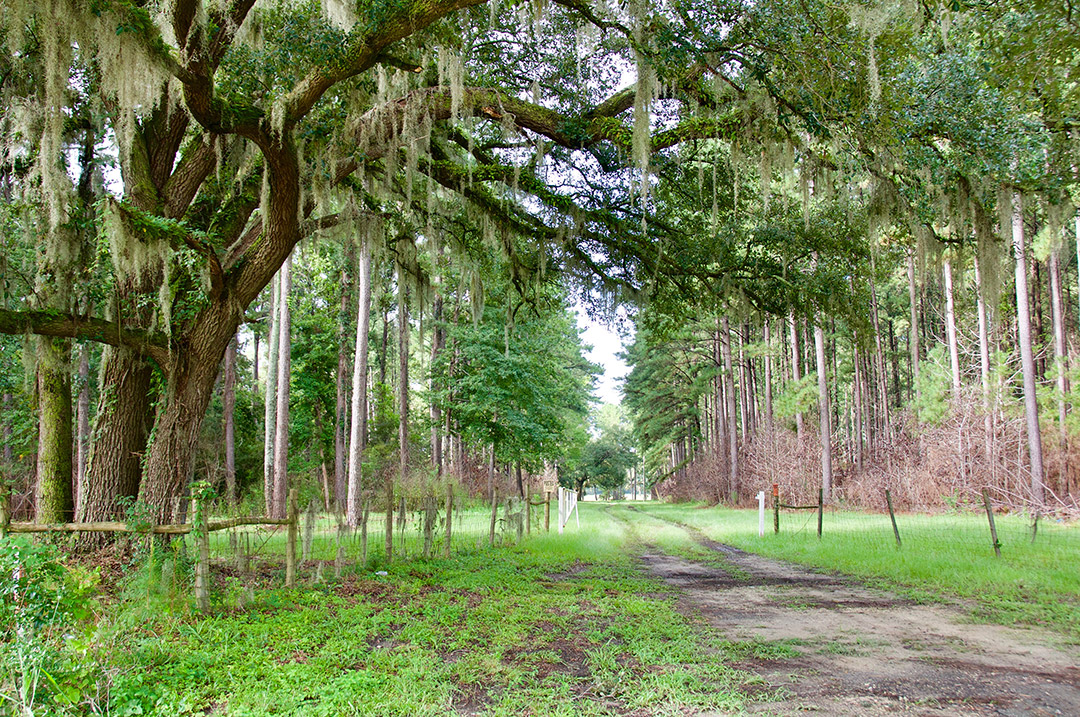 Bindon Plantation Timberland & Plantations For Sale in SC/GA