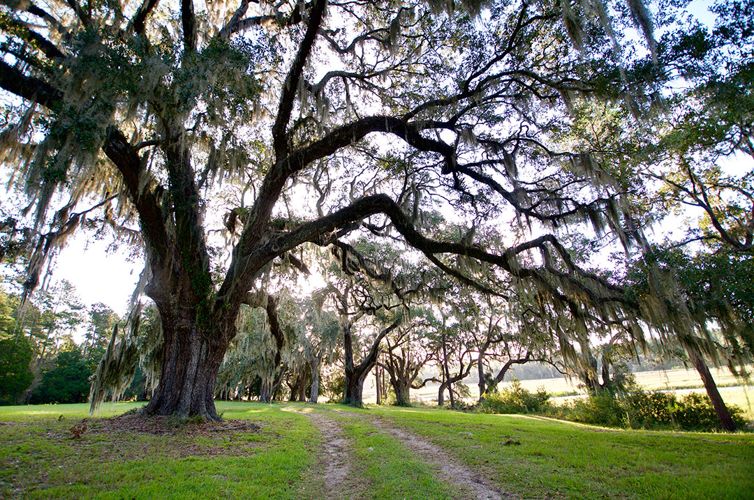 Bindon Plantation Timberland & Plantations For Sale in SC/GA
