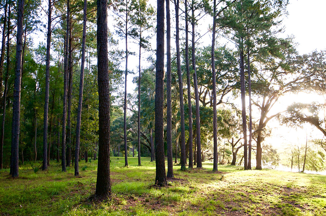 Bindon Plantation Timberland & Plantations For Sale in SC/GA