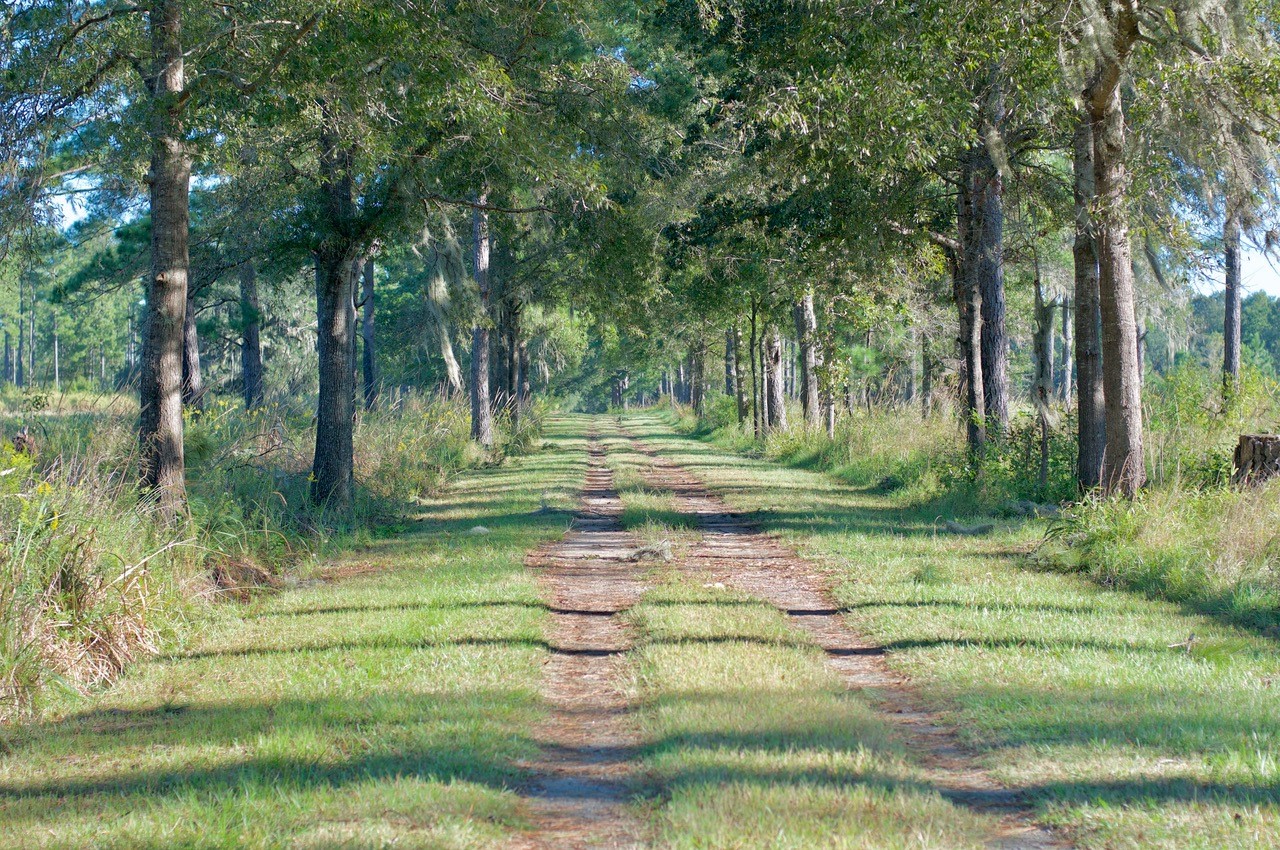 Twickenham Plantation Parcels 3, 4, and 5 Timberland & Plantations