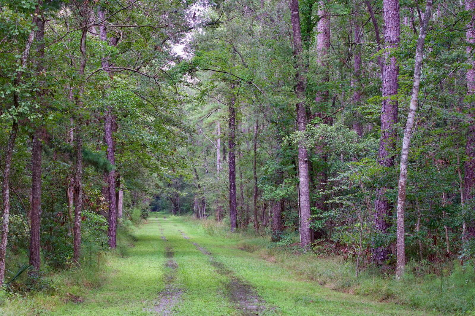 Ashley River Farms Timberland & Plantations For Sale in SC/GA