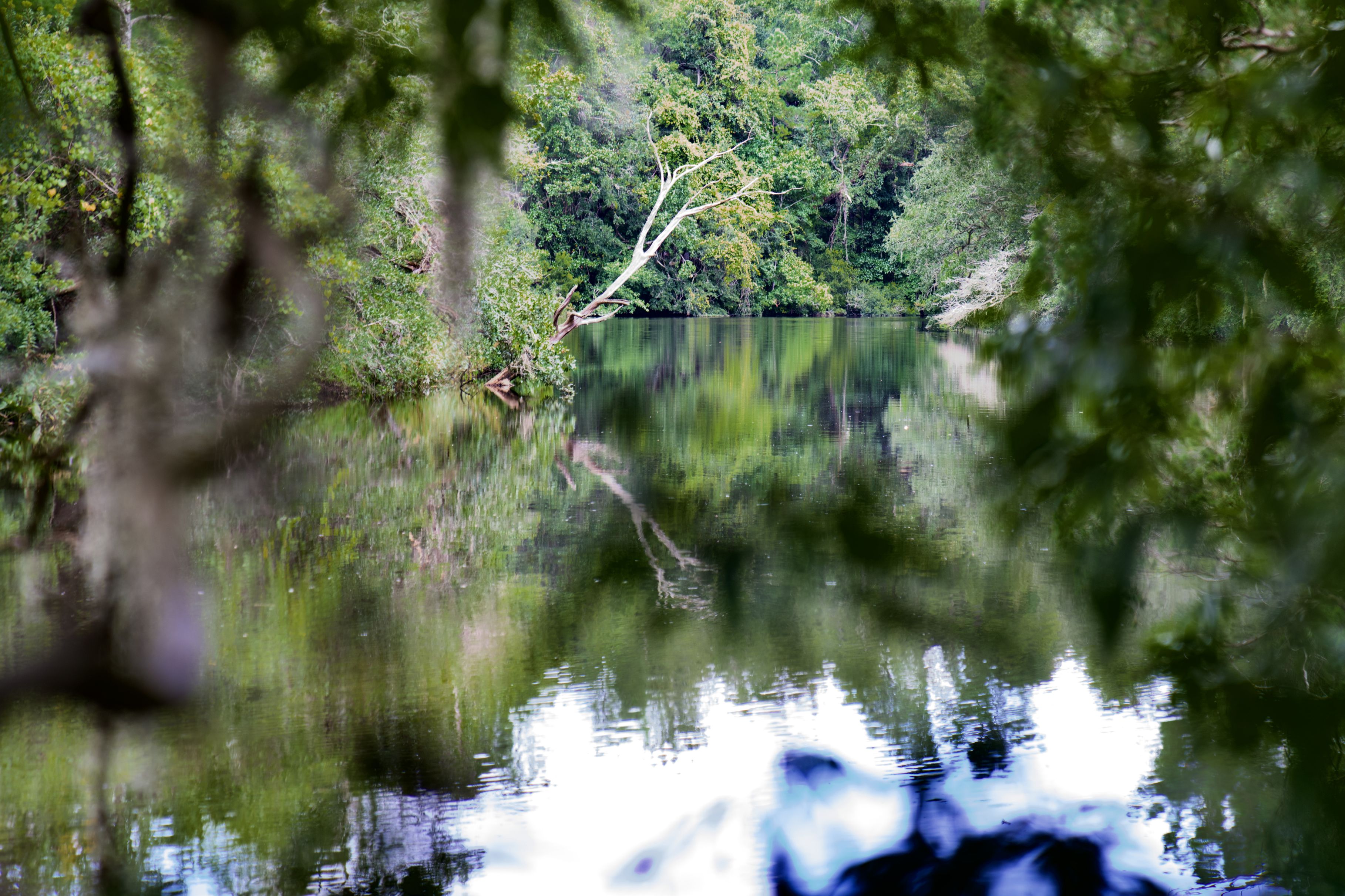 Ashley River Farms Timberland & Plantations For Sale in SC/GA