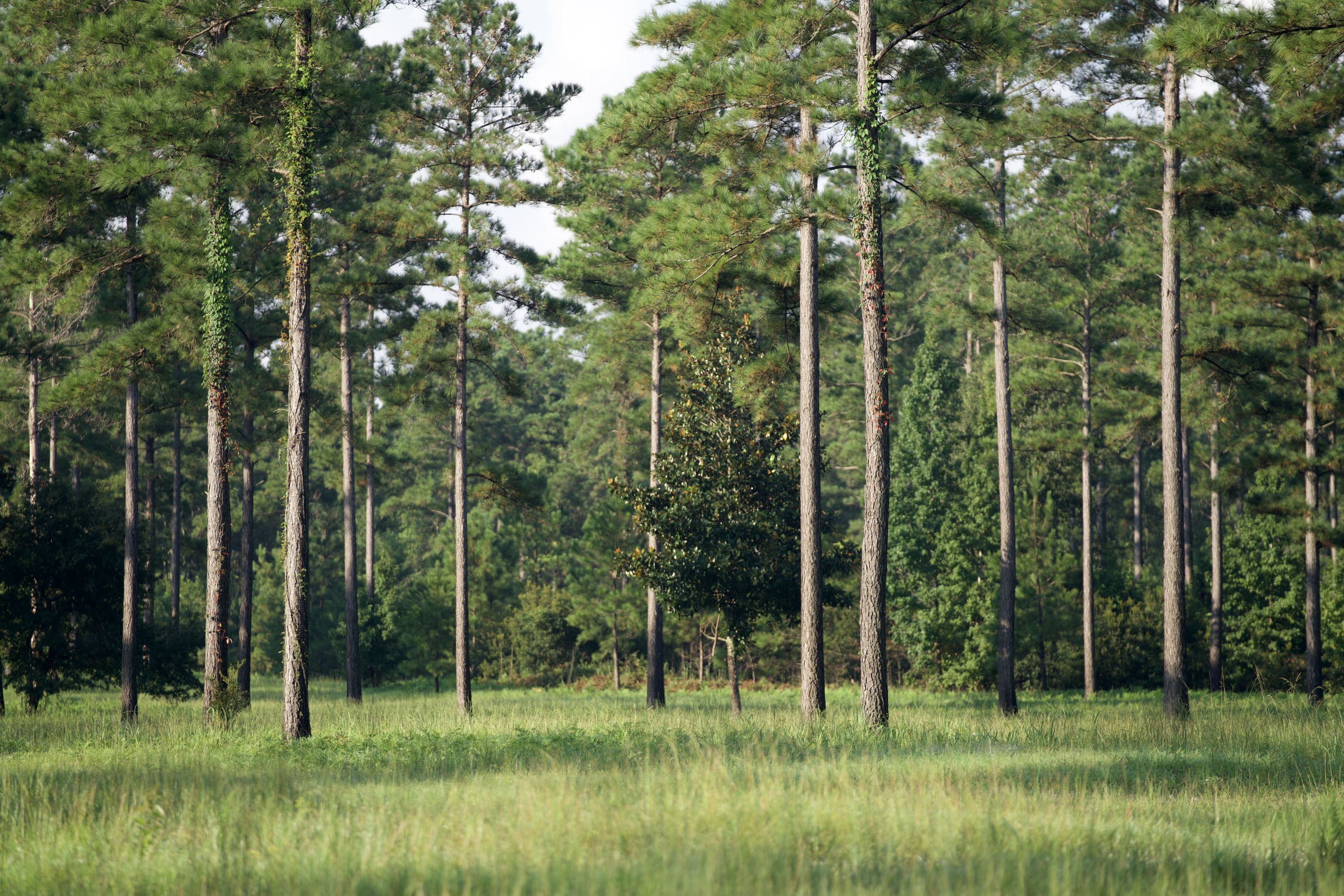 Turkey Creek Resort Timberland & Plantations For Sale in SC/GA