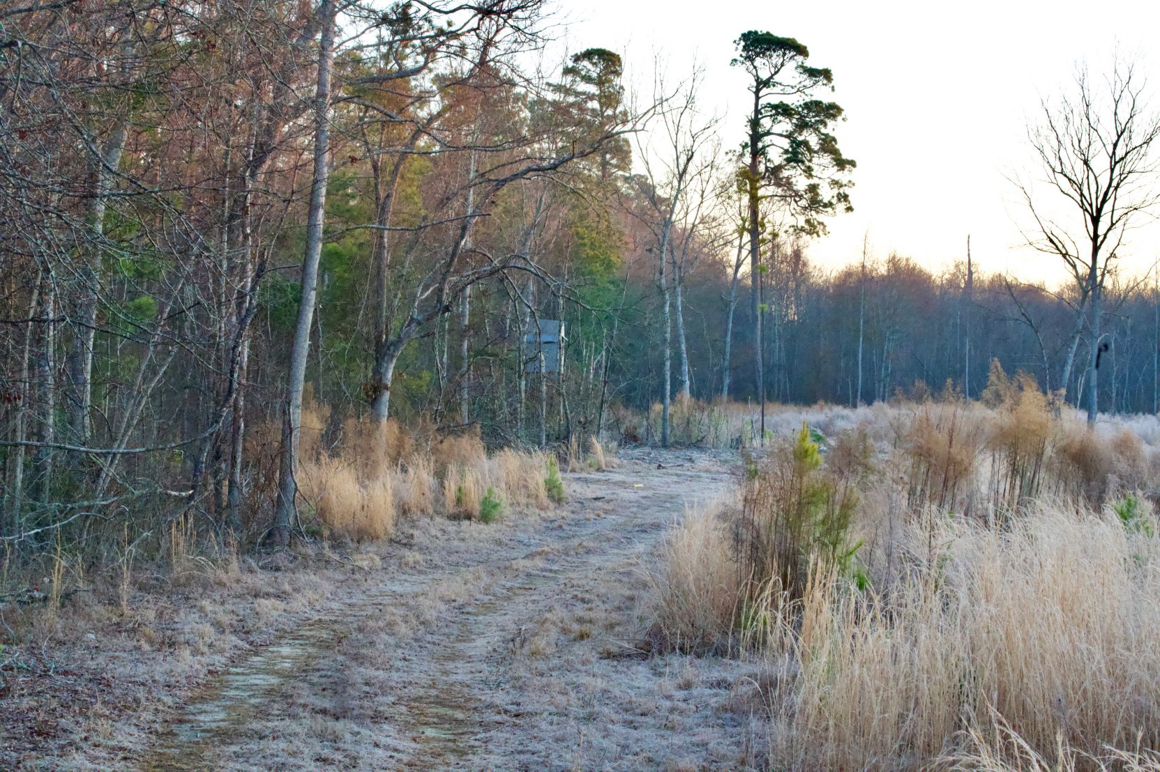 Independence Farm Timberland & Plantations For Sale in SC/GA