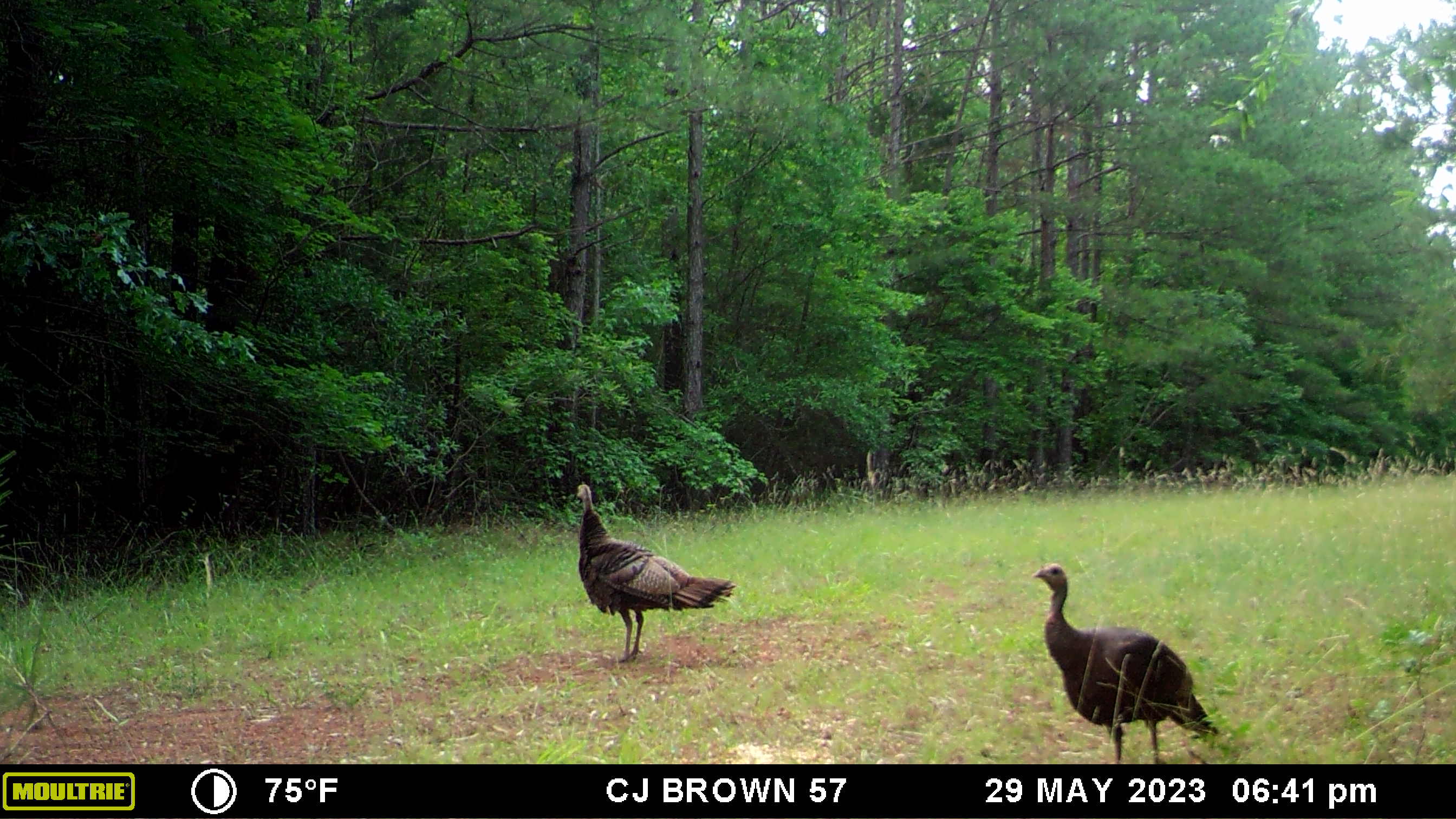 Goldmine Plantation Timberland & Plantations For Sale in SC/GA