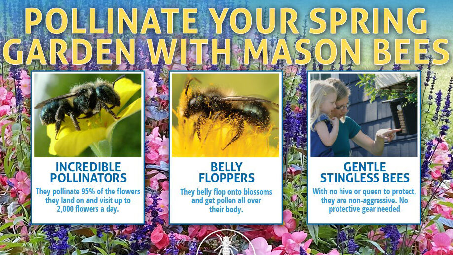 Mason Bees Pollination