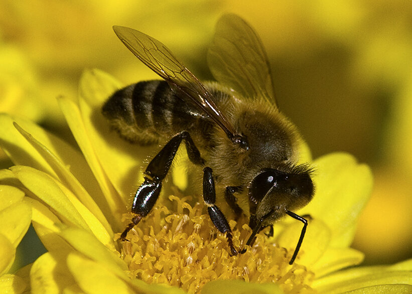 Where Do Bees Go In The Rain?