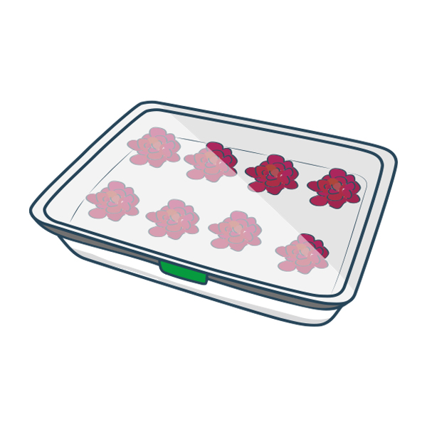 Flower Drying Silica Gel Crystals Wisedry