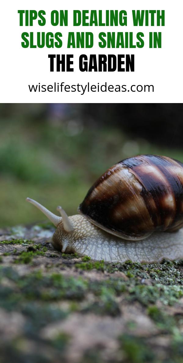Tips on Dealing with Slugs and Snails in The Garden Wise Lifestyle Ideas