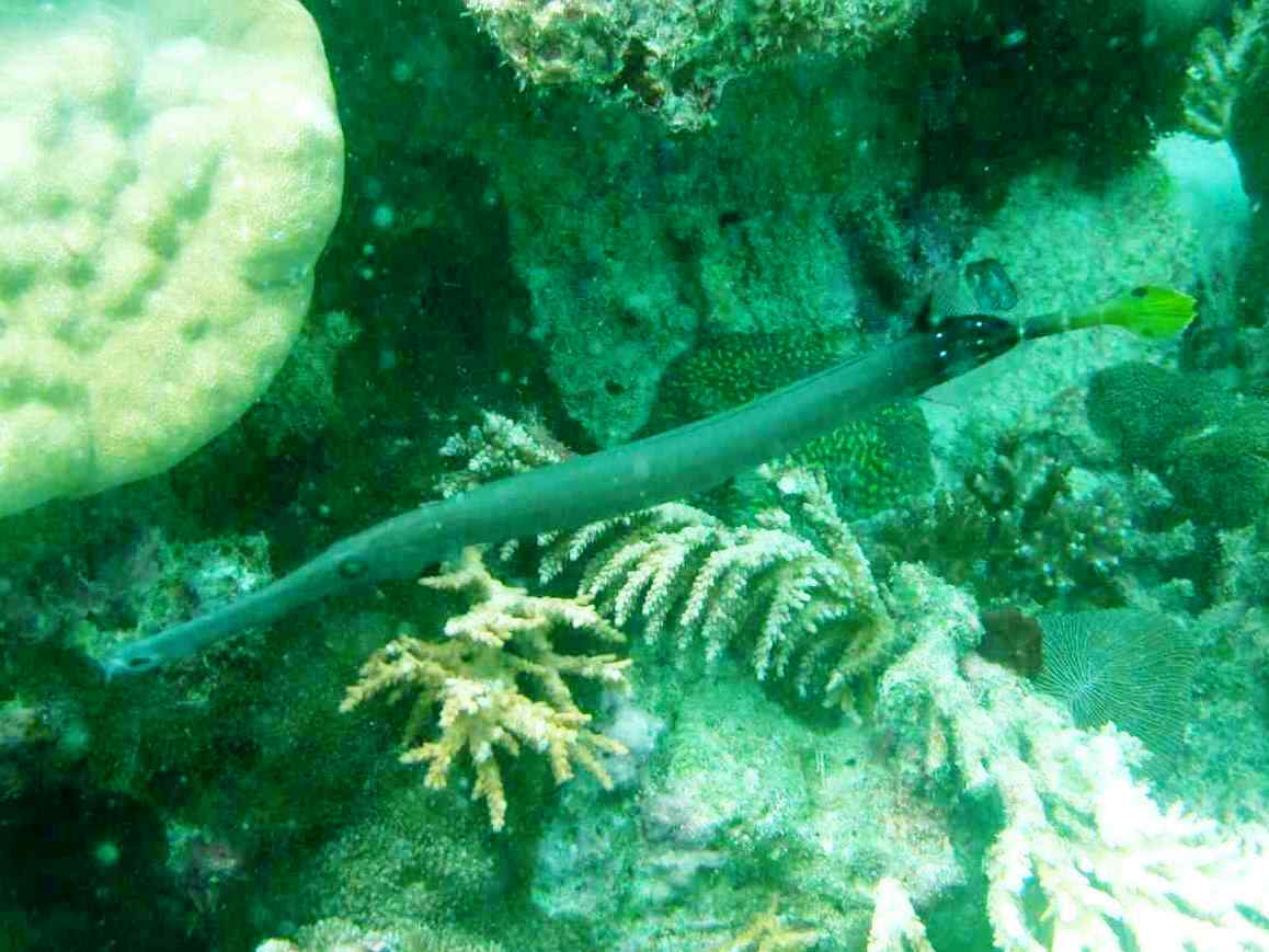 Can you tell a from a trumpetfish? By Jo Eames WiseOceans